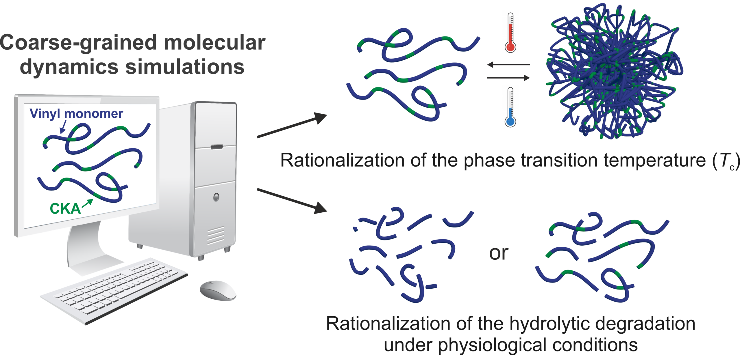 Abstract de l'article concernant la modélisation gros-grains de systèmes polymères.
